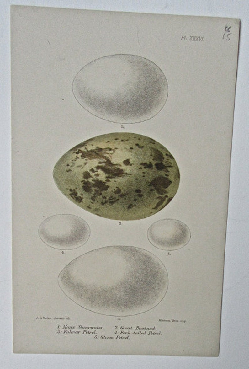 1880 Six Pages from British Birds/' Eggs