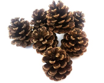 Lot de 100 pomme ou pigne de pin naturelle de 4cm à 8cm DIY A décorer