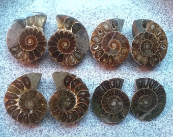 Natural slices of ammonite (pair)