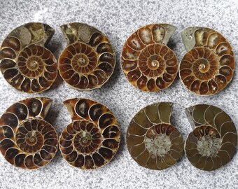 Natural slices of ammonite (pair)