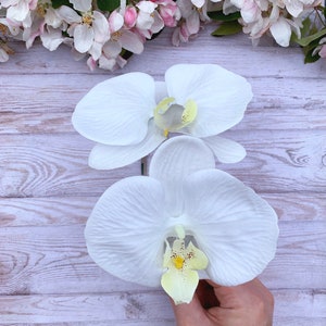 Puede incluir: Dos flores de orqu&iacute;dea blancas con centros amarillos sobre un fondo de madera blanca.