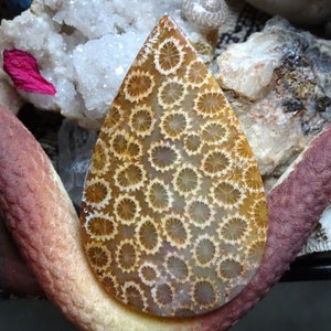 Tear Drop Shaped Agatized Coral Polished Cabochon