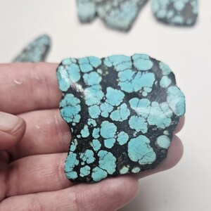 May include: A close-up of a turquoise gemstone, showing a pattern of blue-green spots on a dark base. Other turquoise pieces are visible in the background. The stone is held in a hand against a white backdrop. The turquoise has a unique pattern.