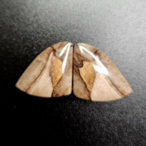 Matching pair of petrified palm root cabochons unique flowing triangle shape