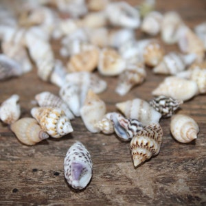 Mini Muscheln, Bastel Muscheln, kleine Muscheln, Streumuscheln, Muschelmix