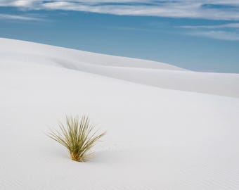 White Sands National Park Yucca Plant Art Print, New Mexico Sand Dunes