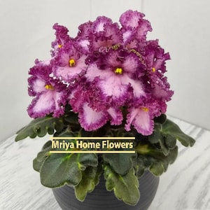 Pode incluir: Uma planta de violeta africana em vaso com vibrantes flores roxas e brancas e folhas verdes. As flores têm uma aparência enrugada e centros amarelos. O vaso é cinza escuro e o texto "Mriya Home Flowers" é visível.
