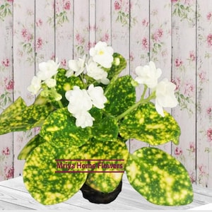 Pode incluir: Uma planta em vaso com flores brancas e folhas verdes e amarelas salpicadas. A planta está num vaso escuro e assenta numa superfície branca contra um fundo floral. O texto "Mriya Home Flowers" é visível.