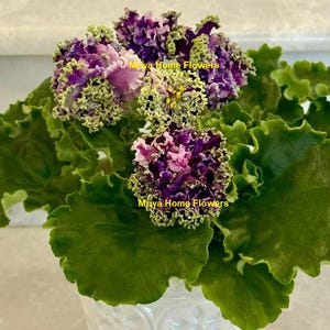 May include: A potted African violet plant with ruffled, deep purple and light pink blossoms featuring distinct green fringed edges. The plant has large, dark green, wavy-edged leaves. The text Mriya Home Flowers is visible on the petals.