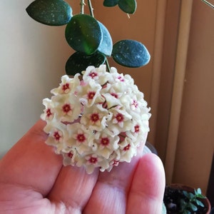 Può includere: Un gruppo di piccoli fiori bianchi con centri rosa, disposti a forma di palla. I fiori sono tenuti nella mano di una persona.