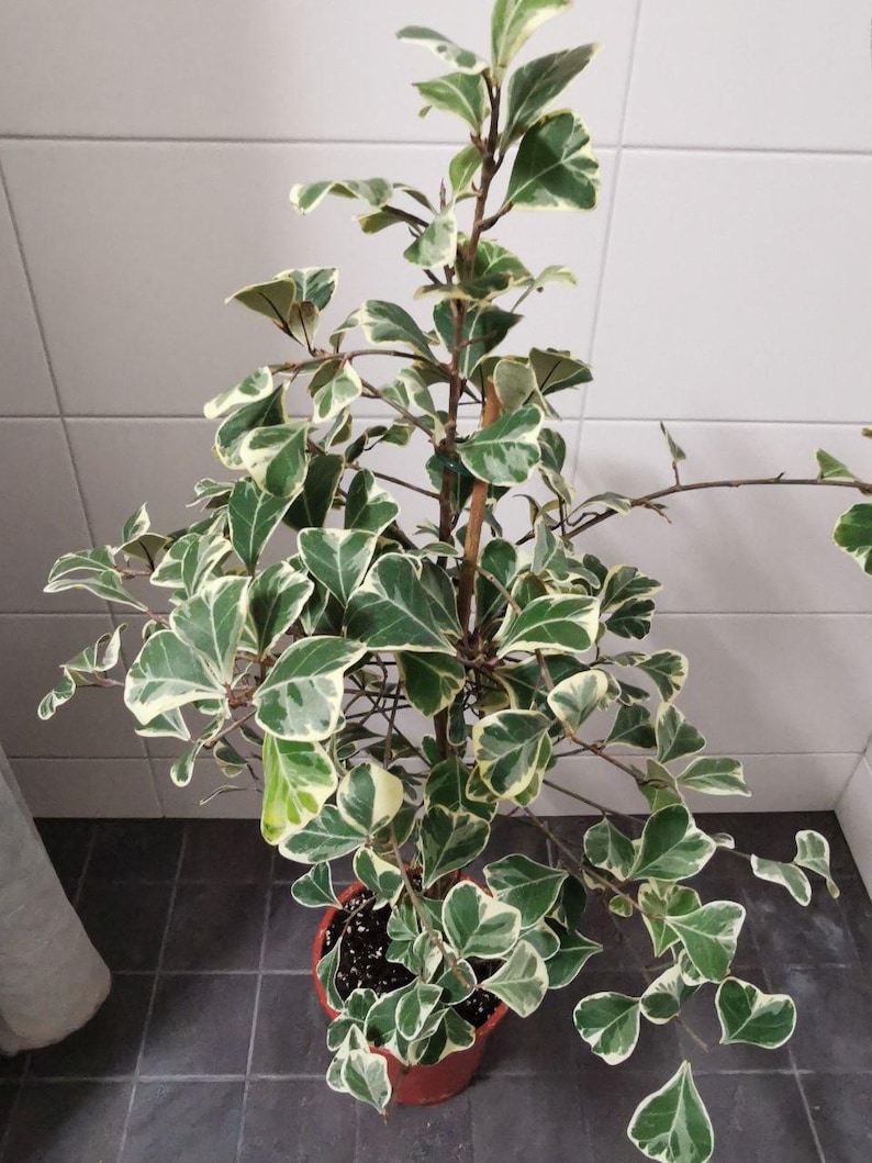 Rare Ficus Triangularis Sweetheart. Ficus With Heart-shaped Leaves ...