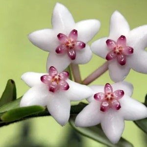 Rare Hoya sp. aff Engleriana Vietnam. Freshly cut cuttings with 5 nodes.