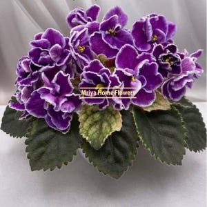 Puede incluir: Primer plano de una planta de violeta africana con flores de color púrpura intenso bordeadas de blanco. La planta tiene hojas verdes oscuras y texturizadas. El texto "Mriya Home Flowers" es visible. Las flores están en plena floración.