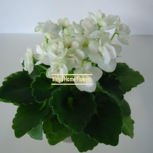 Pode incluir: Uma planta em vaso com flores brancas e folhas verdes escuras. As flores estão em plena floração e a planta está colocada sobre um fundo neutro. O texto "Mriya Home Flowers" é visível.