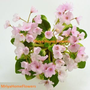POWERS TO FLOWERS Saintpaulia Pink Lady – Violetta Africana In Vaso Pietra 13cm, Pianta Vera Fiorita