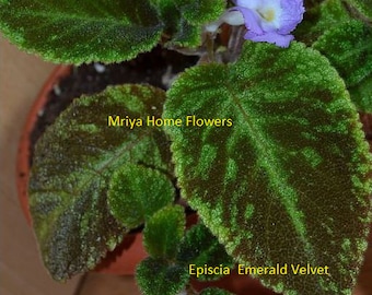 Ny Episcia Emerald Velvet. Nyklippta sticklingar.