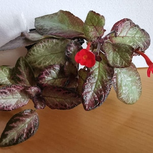 Nowe rzadkie Episcia majowe popołudnie. Świeżo ścięte sadzonki.