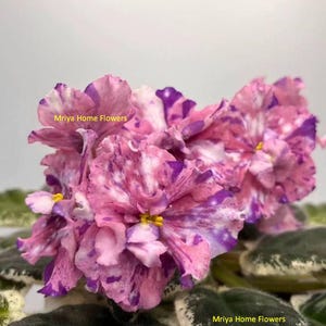 Può includere: Primo piano di vibranti fiori di violetta africana con petali maculati rosa, viola e bianchi. I fiori hanno centri gialli e sono circondati da foglie verde scuro con bordi bianchi. Il testo "Mriya Home Flowers" è visibile.