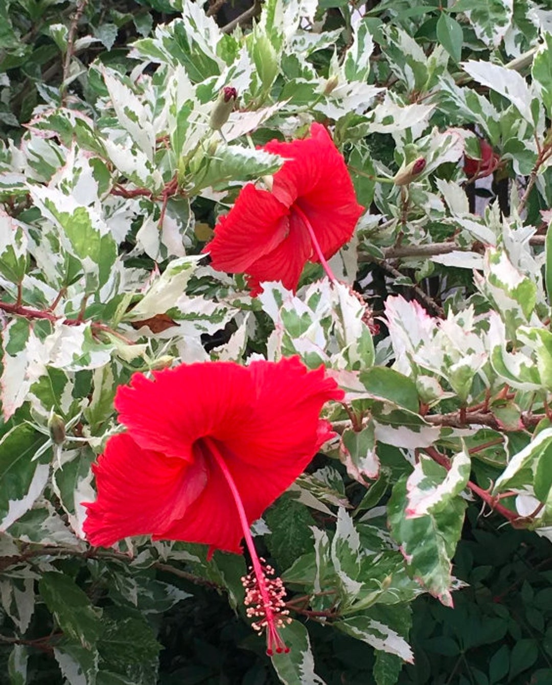 Rare Hibiscus Rosa Sinensis Variegata/home Flowers/rooted Plants. - Etsy  Denmark