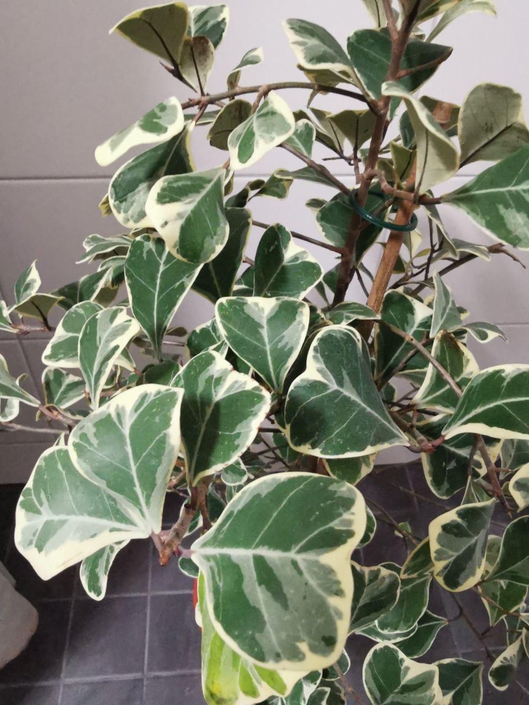 Rare Ficus Tree Rare Ficus Triangularis Sweetheart. Ficus With Heart-shaped Leaves ...