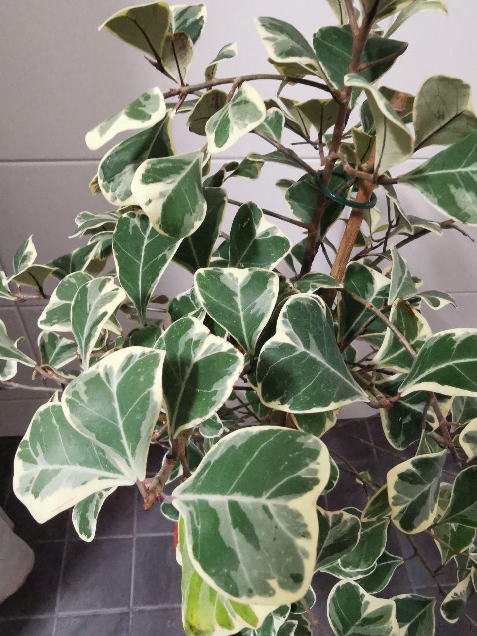 Bonsai ficus - Etsy.de