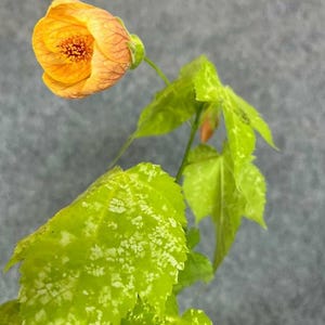 Abutilon striatum bunt. bewurzelte Pflanze.