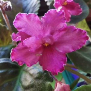 Violette Barbie. Vers gesneden blad.