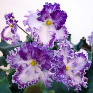 Le rêve de Cendrillon violette. Feuille de violette fraîchement coupée.