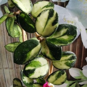 Hoya Mathilde Variegata. Sticklingar rotade i Root Riot-kuber med 2 blad.