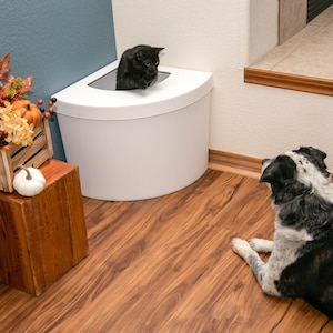 May include: A black cat peeks out of a white corner litter box while a black and white dog sits on a wood floor and looks at the cat.