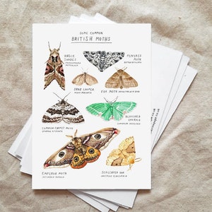 Pack de 5 postales de polilla - British Moths