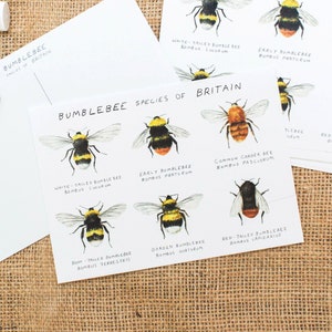 Pack de 5 postales de abejas - Bumblebee Species of Britain