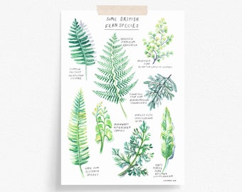 British Fern Species Poster A4 - Botanical Print