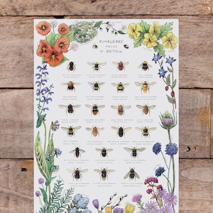 A4 Bumblebee Species of Britain Art Print