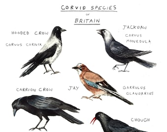 Corvid Species Art Print - A4 Size