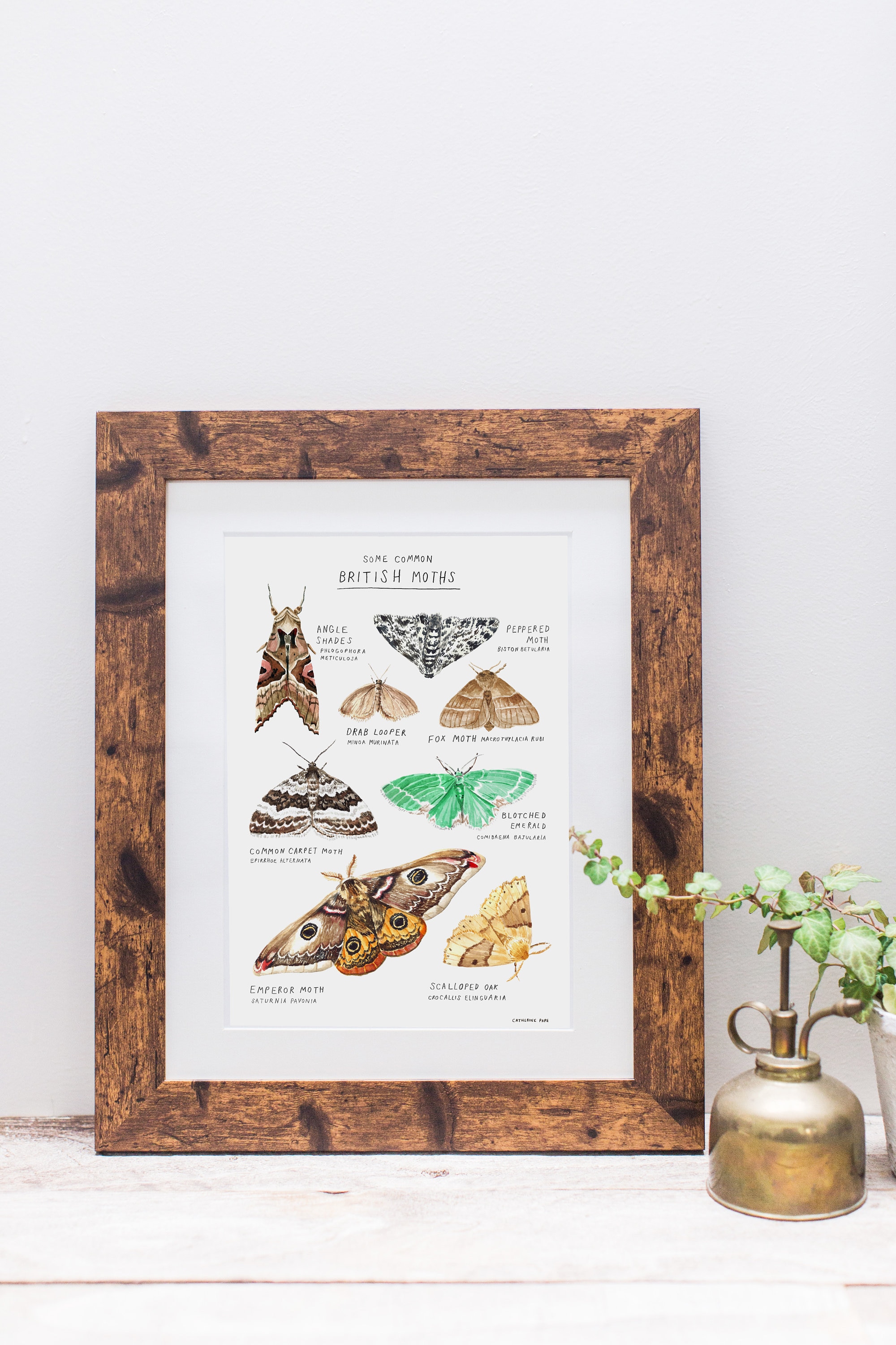 Moth Species Art Print A4 Size - Etsy