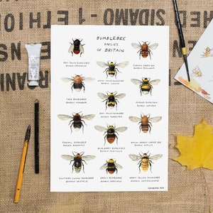 Bumblebee Species Art Print - A4 Bij Poster