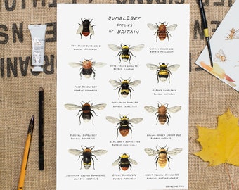 Bumblebee Species Art Print - A4 Bee Poster