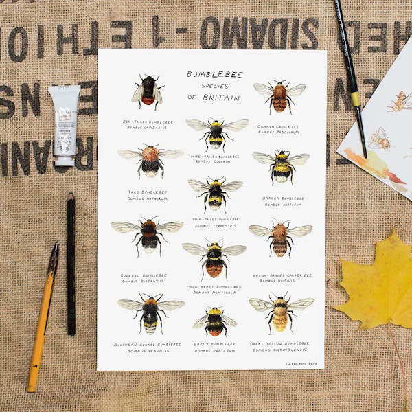 Bumblebee Species Art Print - A4 Bee Poster