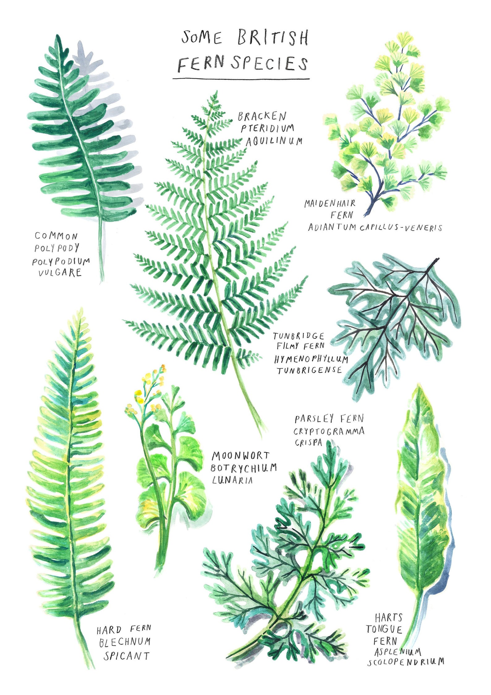 British Fern Species Poster A4 Botanical Print Etsy UK