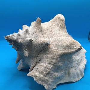 May include: A large, off-white conch shell with a textured surface and multiple spires. The shell is set against a bright blue background, highlighting its natural form and intricate details. This decorative shell is a perfect addition to any coastal decor.