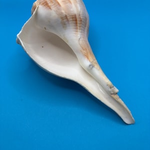 May include: A large, cream-colored conch shell with brown stripes and a wide opening. The shell is set against a bright blue background, showcasing its natural form and texture. The shell's spiral shape is clearly visible.
