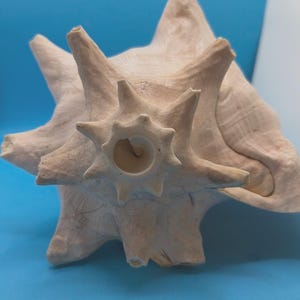 May include: A large, beige conch shell with a spiky, star-shaped exterior. The shell has a prominent central opening and a textured surface. The background is a solid light blue.