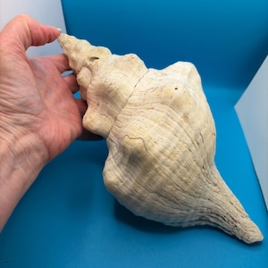 May include: A large, cream-colored conch shell with a spiral shape and textured surface. The shell is held by a hand, showcasing its size and natural details. The shell's color is a mix of beige and off-white.