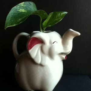 May include: A white ceramic elephant-shaped pitcher with a handle and a trunk-shaped spout. The elephant has painted red inner ears and a red mouth. A green and yellow variegated plant grows out of the opening at the top of the elephant's back.