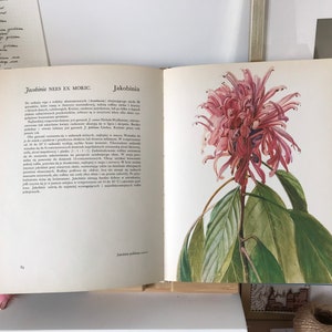 Flowers | Vintage Illustrated Botanical Book | Vintage Botanical Illustrations | Botanical Illustrations | Botanical book