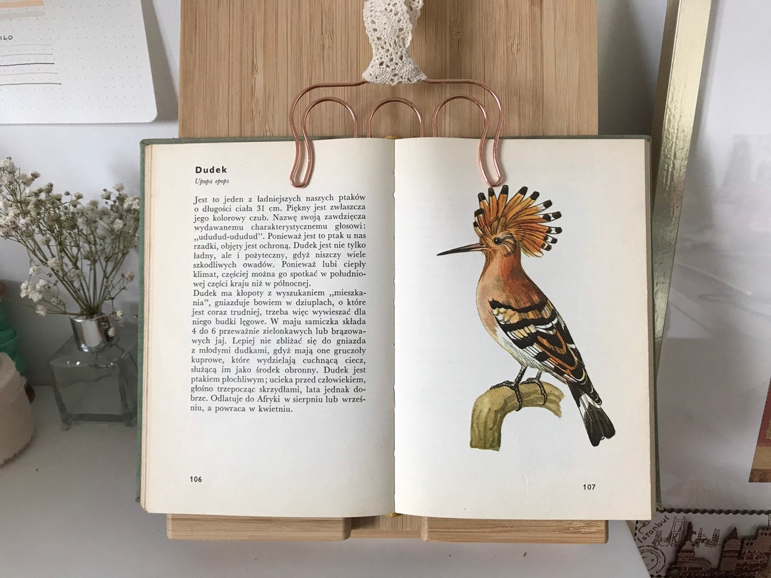 Vintage Illustrierte Vögel Buch Vintage Vögel Illustrationen Vögel