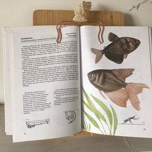 Vintage Illustrated Fishbirds Book | Vintage Fish Illustrations | Fish Illustrations | Zoology book