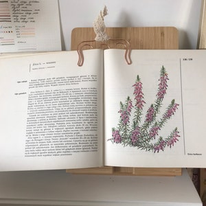 Vintage Illustrated Botanical Book | Vintage Plant Illustrations | Botanical Illustrations