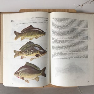 Vintage Illustrated Fishbirds Book | Vintage Fish Illustrations | Fish Illustrations | Zoology book